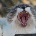 Gatti, come curare i graffi e i morsi