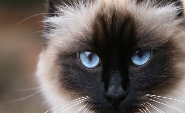 Città amiche dei gatti: parte la sfida sul web