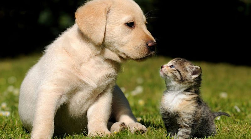 Cani e gatti: come cambia l'alimentazione durante la loro crescita