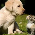 Cani e gatti: come cambia l'alimentazione durante la loro crescita