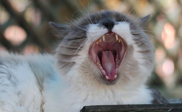 Gatti, come curare i graffi e i morsi