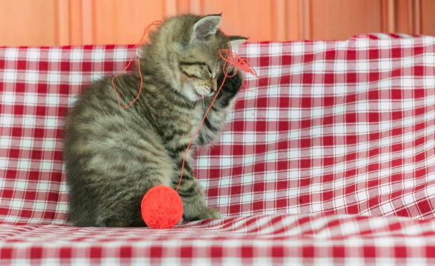 Palle di pelo: perchè i gatti le ingoiano?