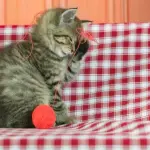 Palle di pelo: perchè i gatti le ingoiano?