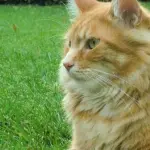 Come capire i suoni del micio