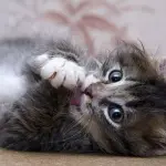 Pulci del gatto, ecco come eliminarle