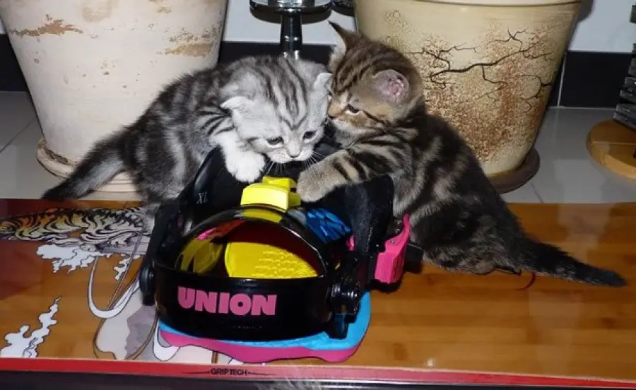 Gatti che fanno snowboard! [VIDEO]