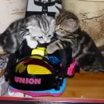 Gatti che fanno snowboard! [VIDEO]