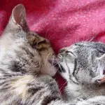 Luna park per gatti! [VIDEO]