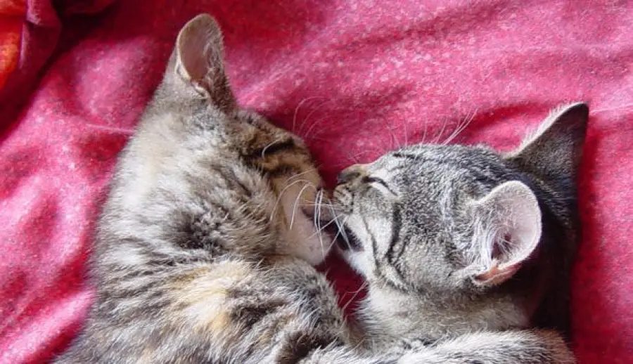 Luna park per gatti! [VIDEO]