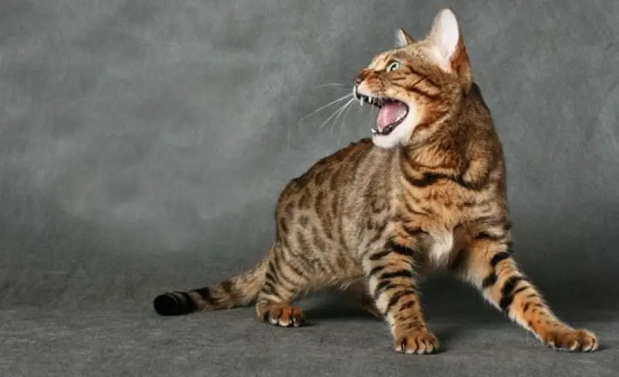 20 bellissimi giochi per i vostri gatti! [VIDEO]