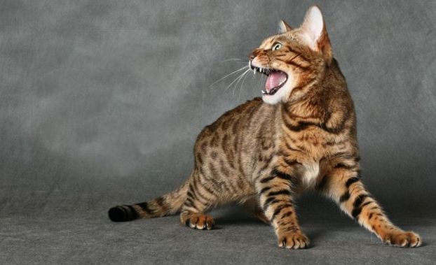 20 bellissimi giochi per i vostri gatti! [VIDEO]