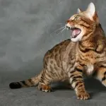 20 bellissimi giochi per i vostri gatti! [VIDEO]