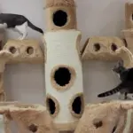 Un fantastico “palazzo” per i vostri gatti! [VIDEO]