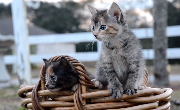 Adorabili gattini giocano in un cestino! [VIDEO]