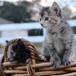 Adorabili gattini giocano in un cestino! [VIDEO]