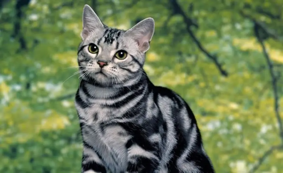 Perché alcuni gatti hanno le strisce? [FOTOGALLERY]