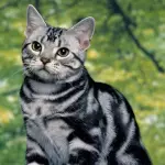 Perché alcuni gatti hanno le strisce? [FOTOGALLERY]