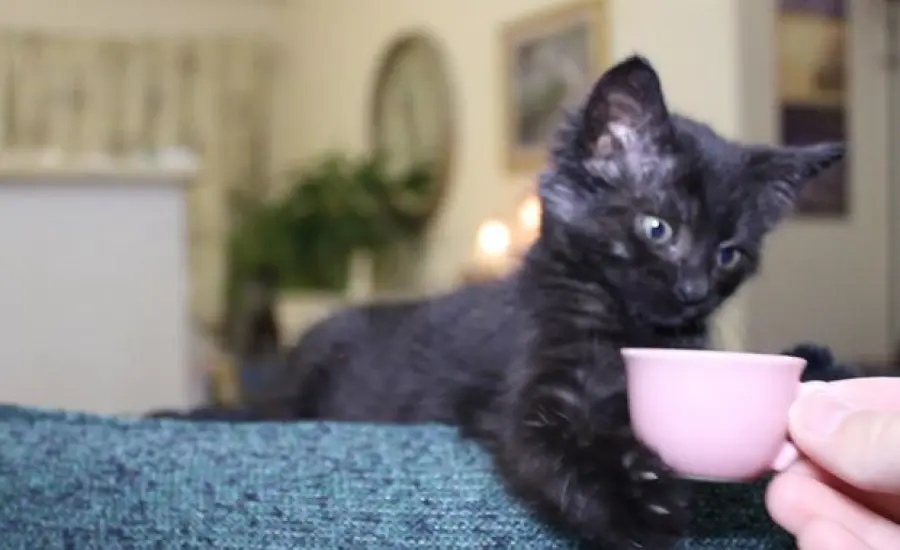 Gattino beve il latte da una tazzina [VIDEO]