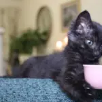 Gattino beve il latte da una tazzina [VIDEO]