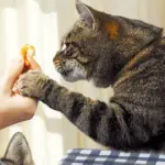 Ricette per gatti, i biscotti di cui non potrà fare a meno!