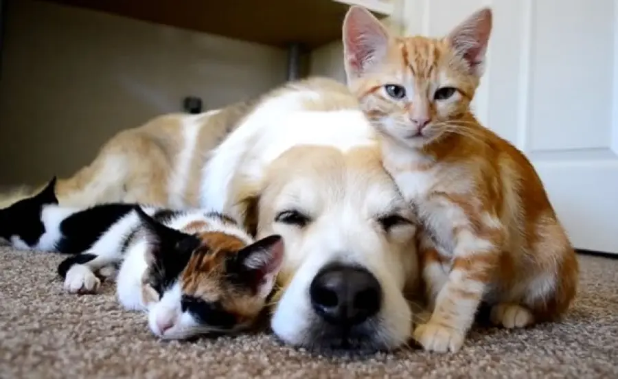 Il cane che ama riposare insieme ai gattini! [VIDEO]