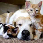 Il cane che ama riposare insieme ai gattini! [VIDEO]