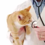 Vaccinazione gatto, ecco il percorso “obbligatorio”