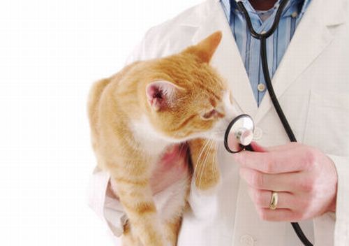 Vaccinazione gatto, ecco il percorso “obbligatorio”