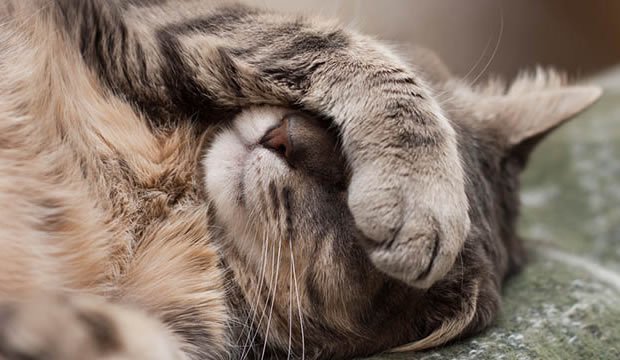 Cosa fanno i gatti fuori dalla propria casa?