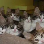 8 gatti e 2 madri esplorano un nuovo ambiente! [VIDEO]