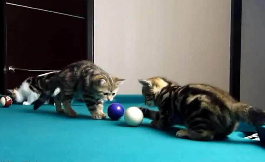 Piccoli gattini imparano a giocare a biliardo! [VIDEO]