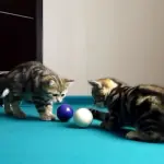 Piccoli gattini imparano a giocare a biliardo! [VIDEO]