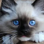 Bellissimo ragdoll riceve nuovo giocattolo! [VIDEO]