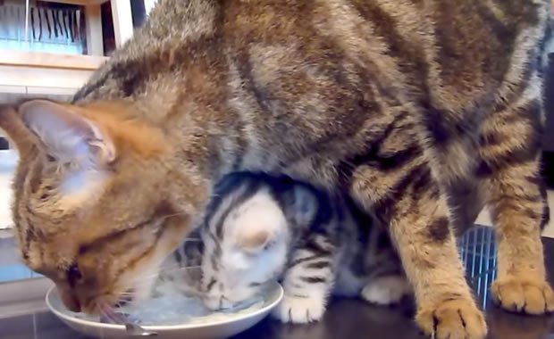 Mamma gatta insegna ai cuccioli come si puliscono i piatti! [VIDEO]