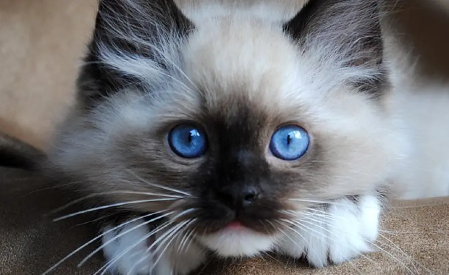 Bellissimo ragdoll riceve nuovo giocattolo! [VIDEO]