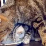 Mamma gatta insegna ai cuccioli come si puliscono i piatti! [VIDEO]