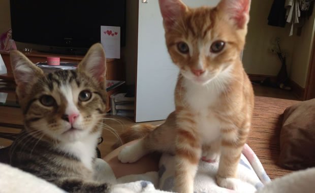 Straordinari gattini di due mesi esplorano il mondo! [VIDEO]