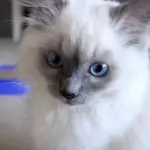 Bellissimo gattino ragdoll gioca e si diverte! [VIDEO]