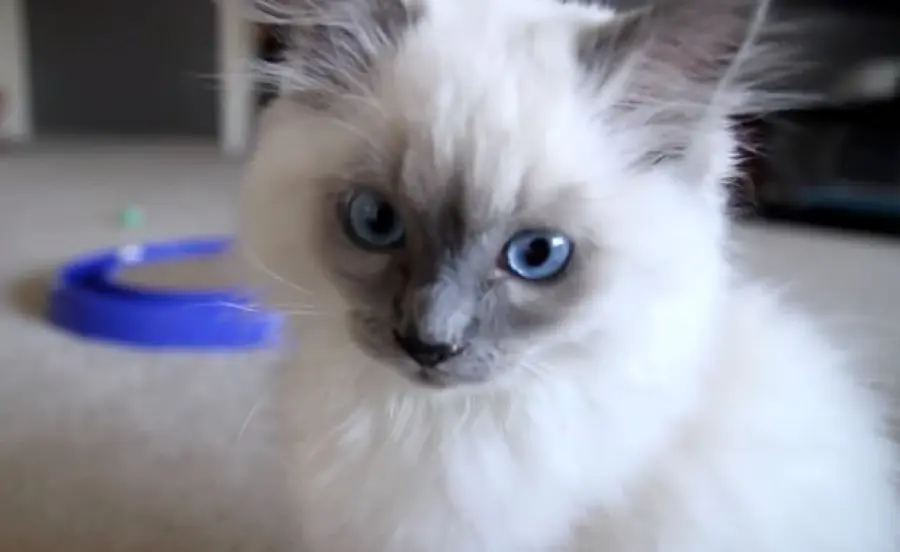 Bellissimo gattino ragdoll gioca e si diverte! [VIDEO]