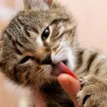 Perché i gatti amano leccare le mani? Ecco la risposta!