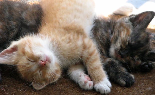 Perché i gatti sono dormiglioni? [VIDEO e FOTOGALLERY]