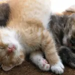 Perché i gatti sono dormiglioni? [VIDEO e FOTOGALLERY]