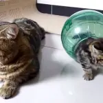 Gattino gioca con sfera trasparente! [VIDEO]