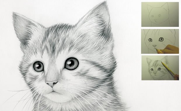 Come disegnare un gatto! Guida facile Step by Step! [VIDEO]