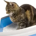 Il vostro gatto non usa la lettiera? Ecco perché!