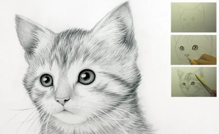 Come disegnare un gatto! Guida facile Step by Step! [VIDEO]