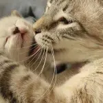 Gravidanza della gatta: ecco cosa accade nei suoi 60 giorni