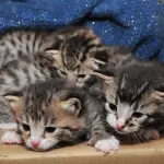 Gattini abbandonati vengono curati e accuditi! [VIDEO]