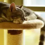 Come scegliere il migliore tiragraffi per gatti