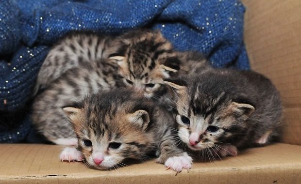 Gattini abbandonati vengono curati e accuditi! [VIDEO]